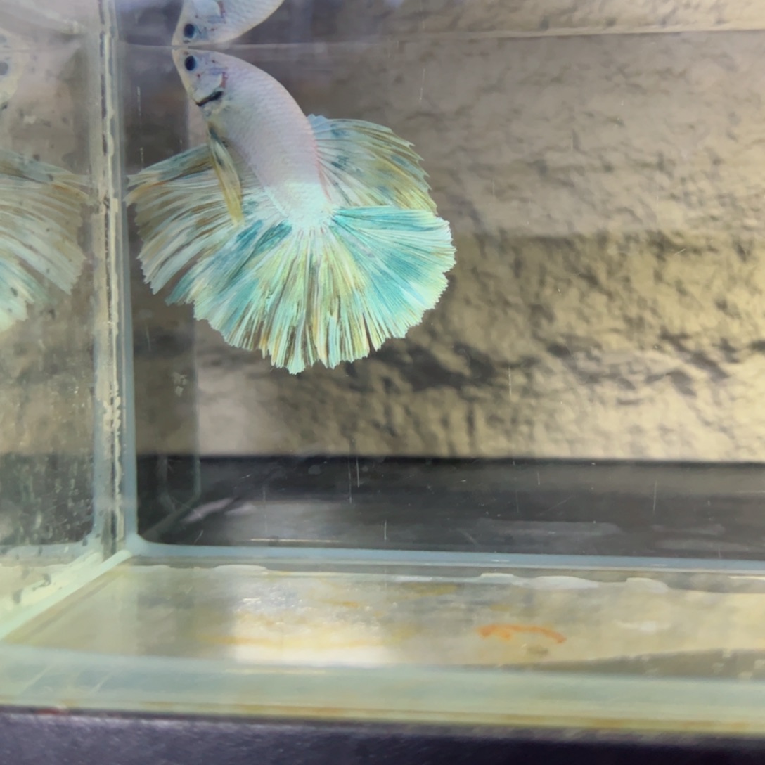 斗鱼浅色特殊尾hhhh