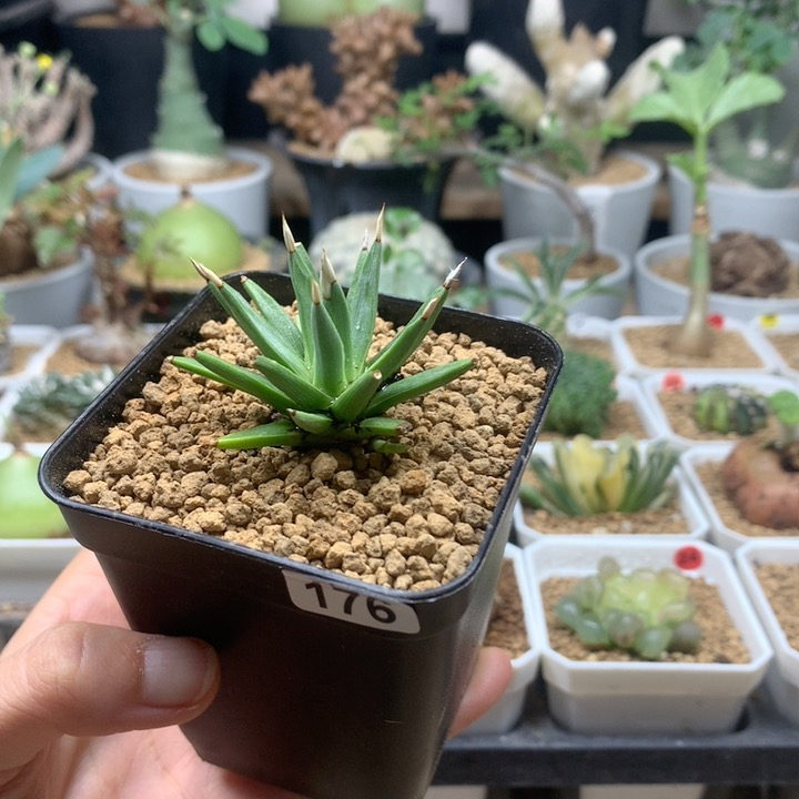 棉花糖龙舌兰脱土176