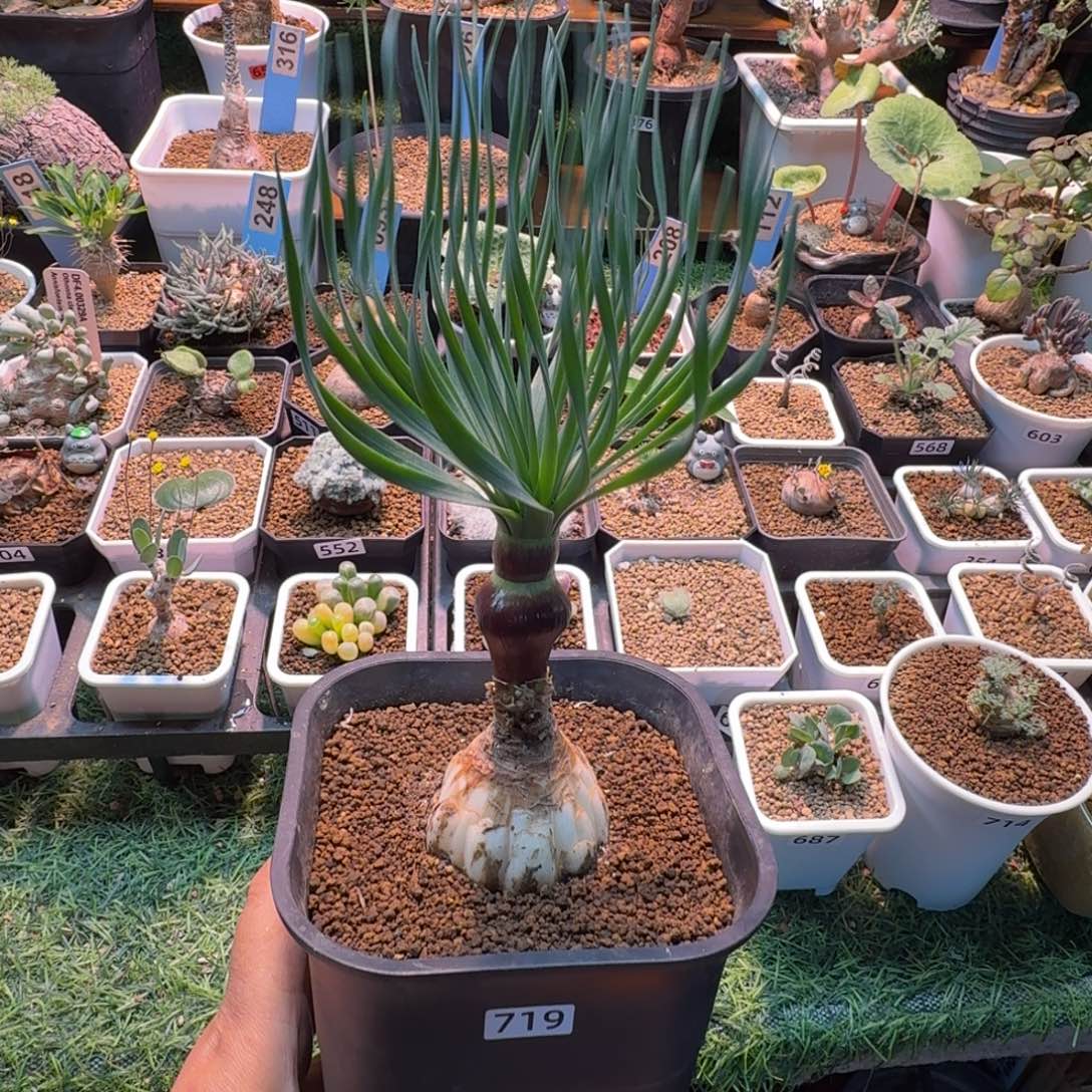 小***屋G N弹簧草719 仙人球