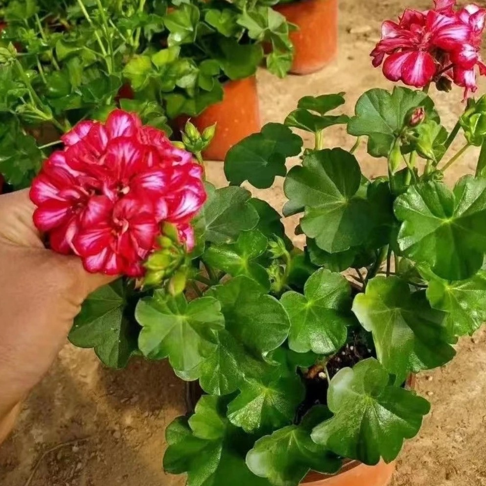 【洛丽塔】重瓣天竺葵盆栽带花苞四季开花好养花卉适合阳台庭