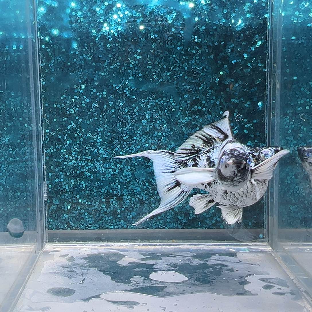 孔雀鱼水墨画玛丽一对0016