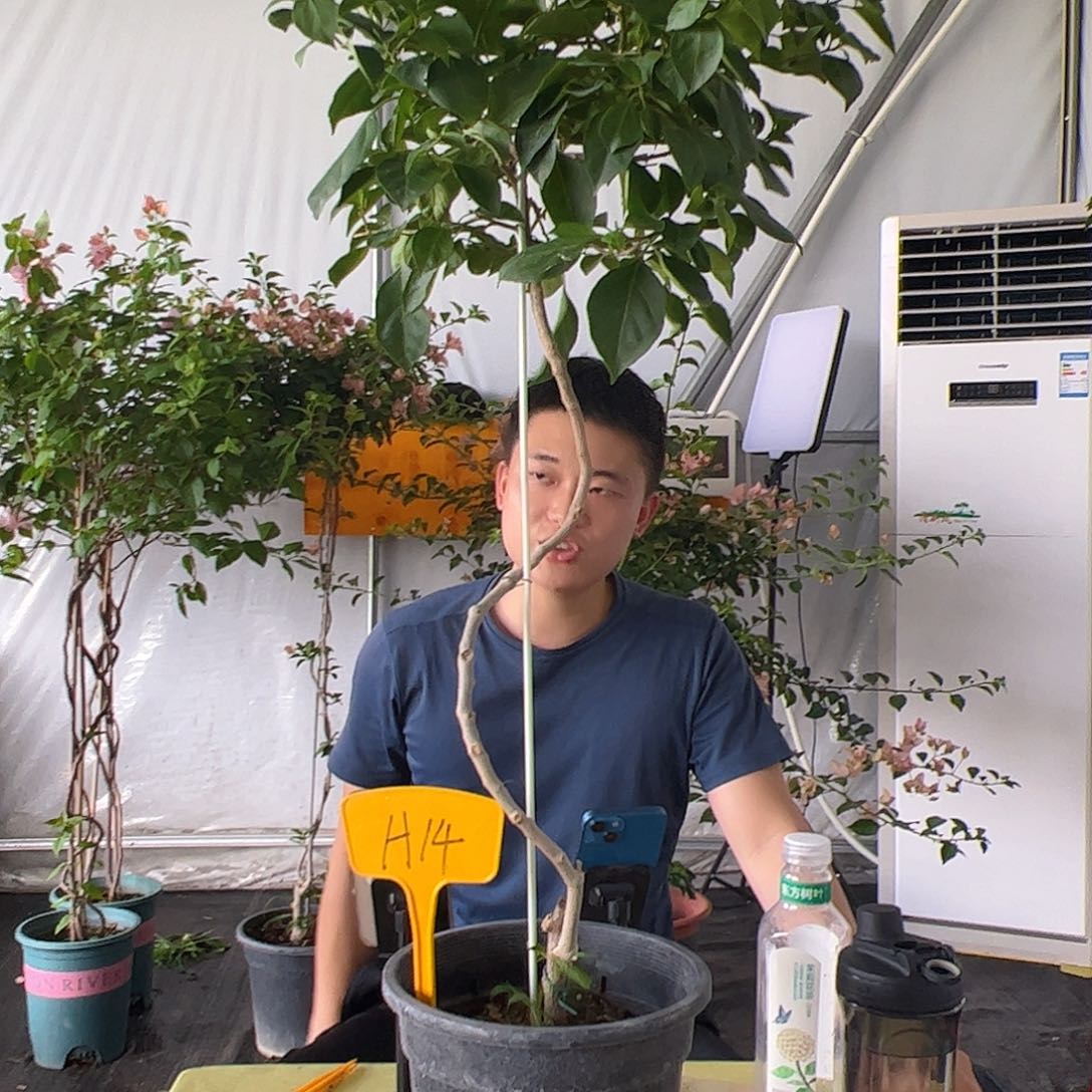 当前无花栽培后可以开花品**生佩德罗H14