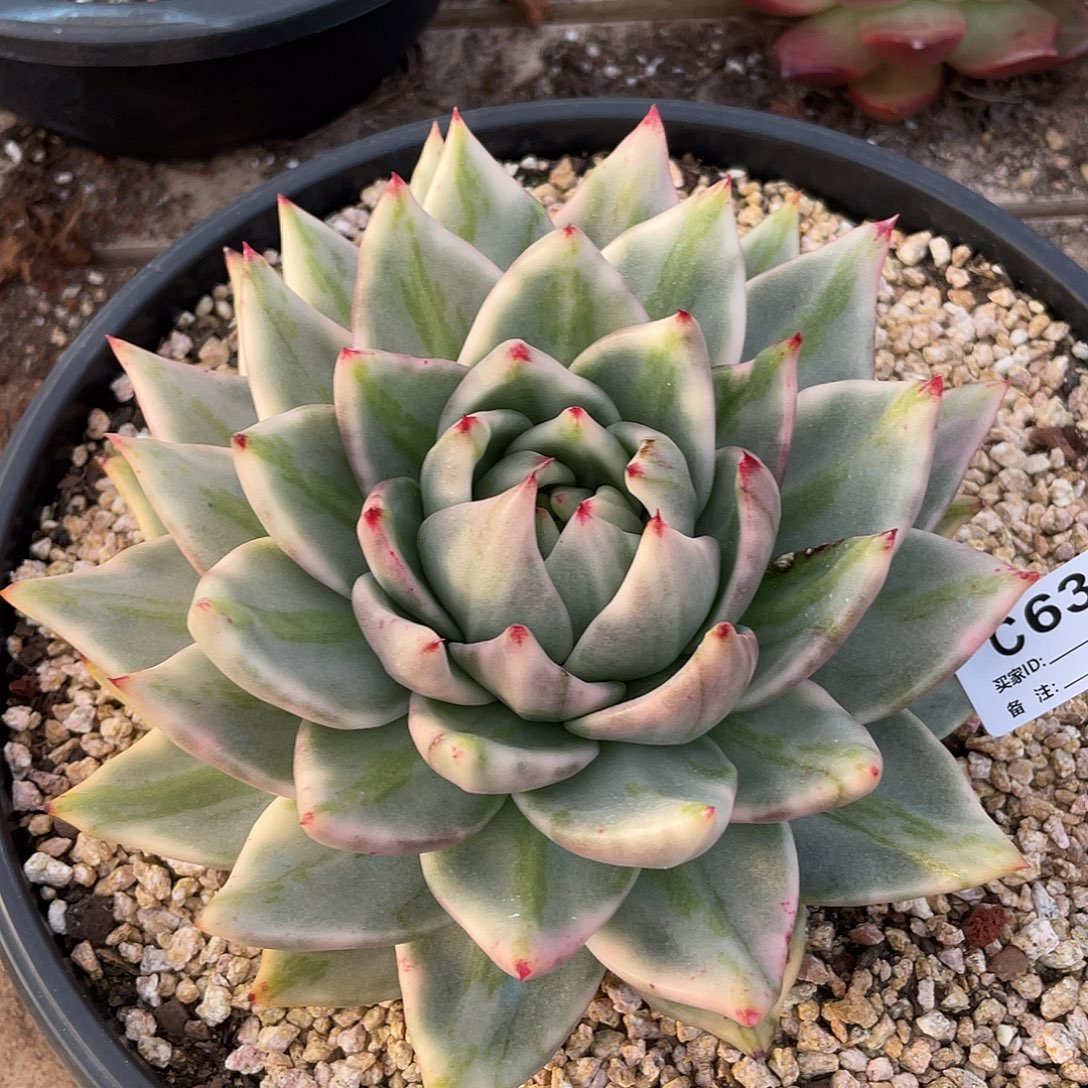 若如东云单拍C635