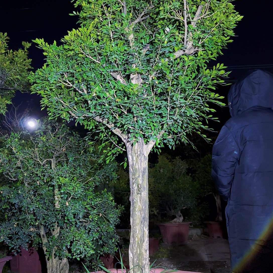 无花朵九里香庭院老桩盆景