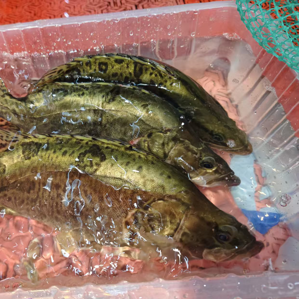 打氧桂花鱼同城小时达配送到家