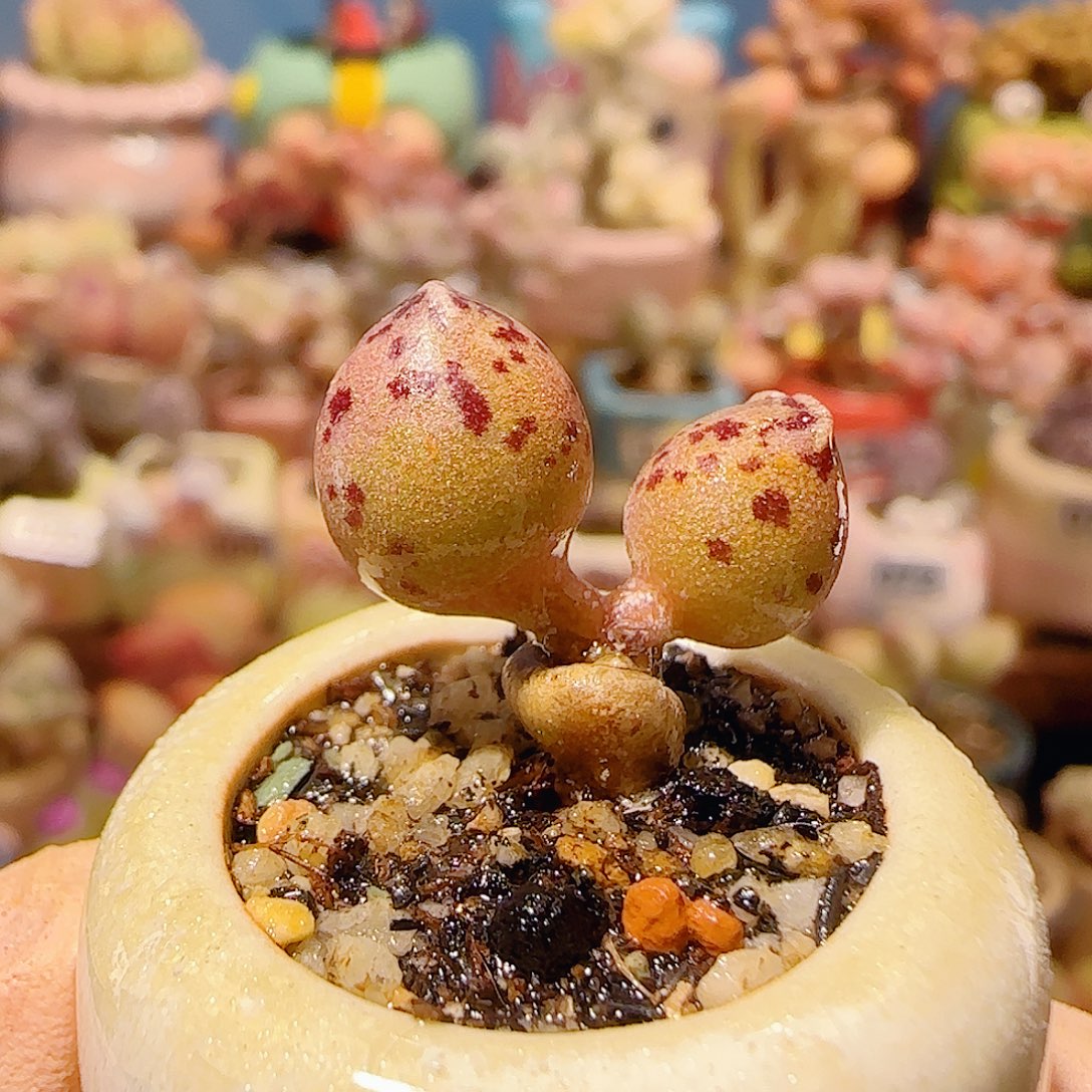 T达摩海豹盆口2.5cm