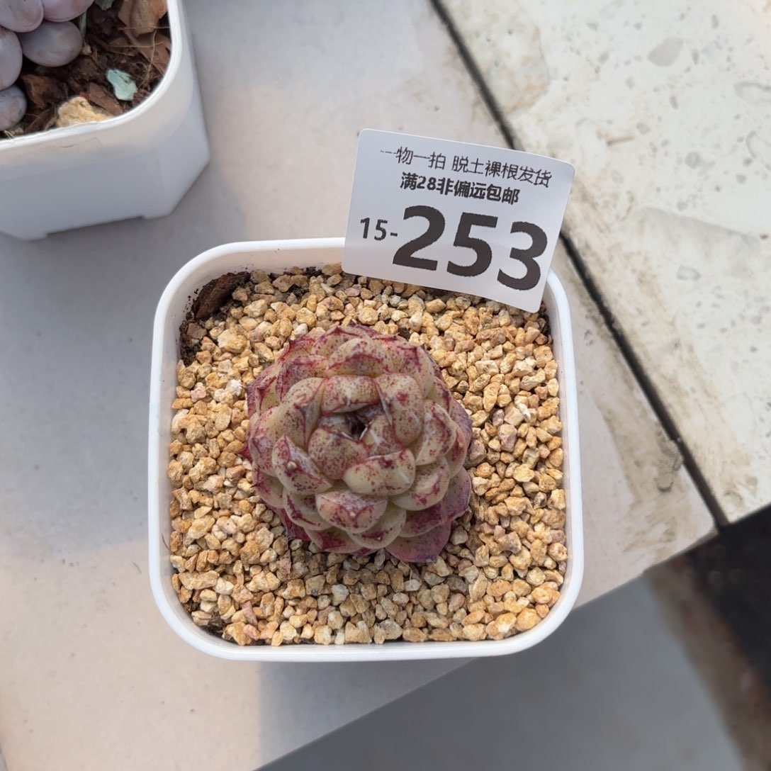 赤水晶多肉多肉多肉