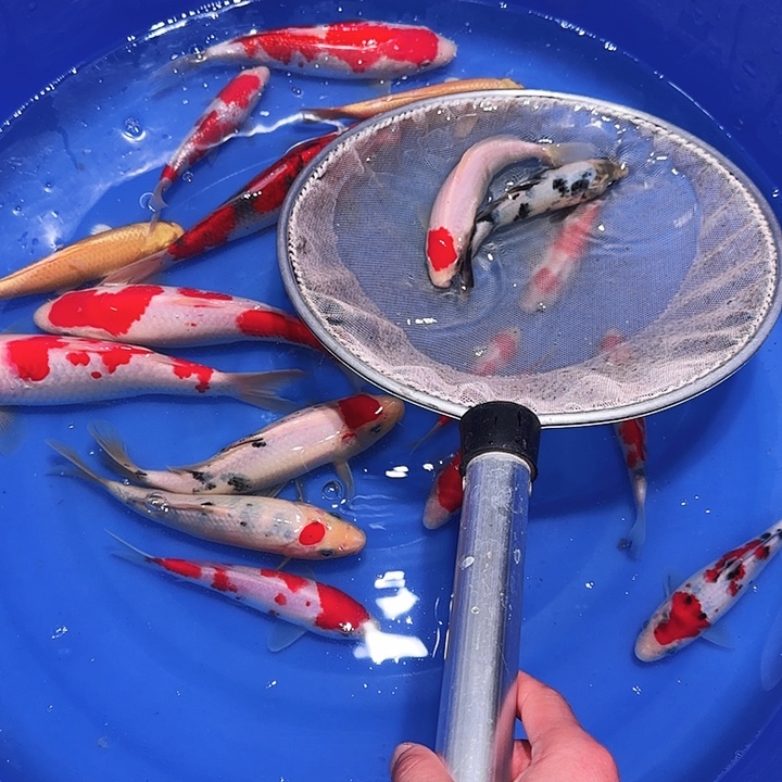 睿***司海水鱼尴尬的符合我要吐出来