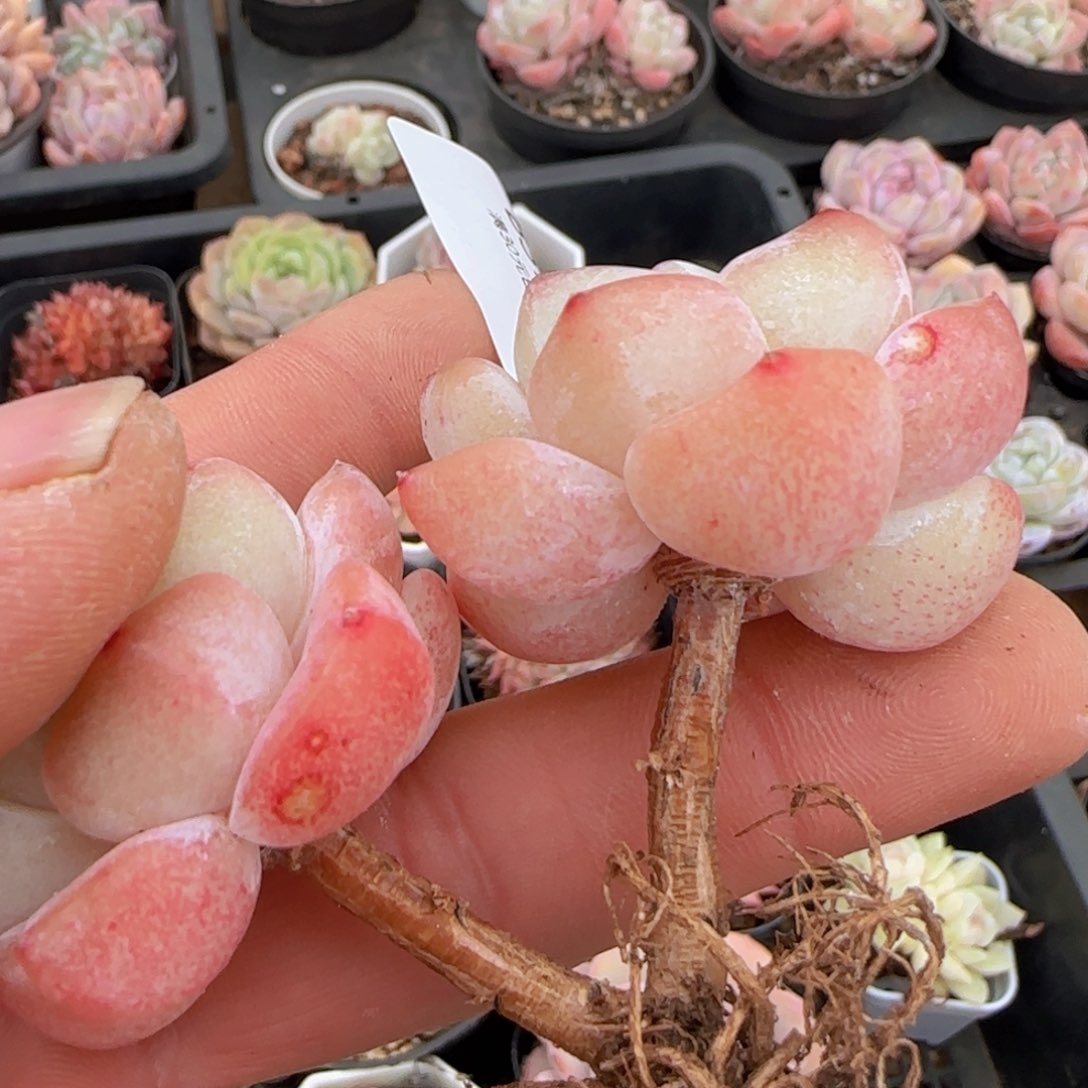 双头老桩冰玉一颗脱土