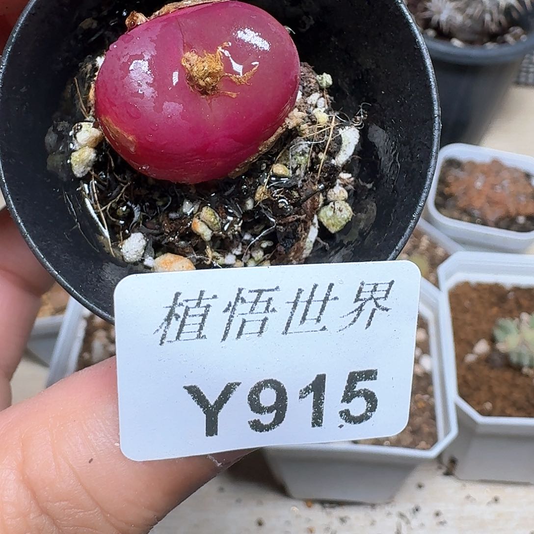 915盒多肉植物哇f f