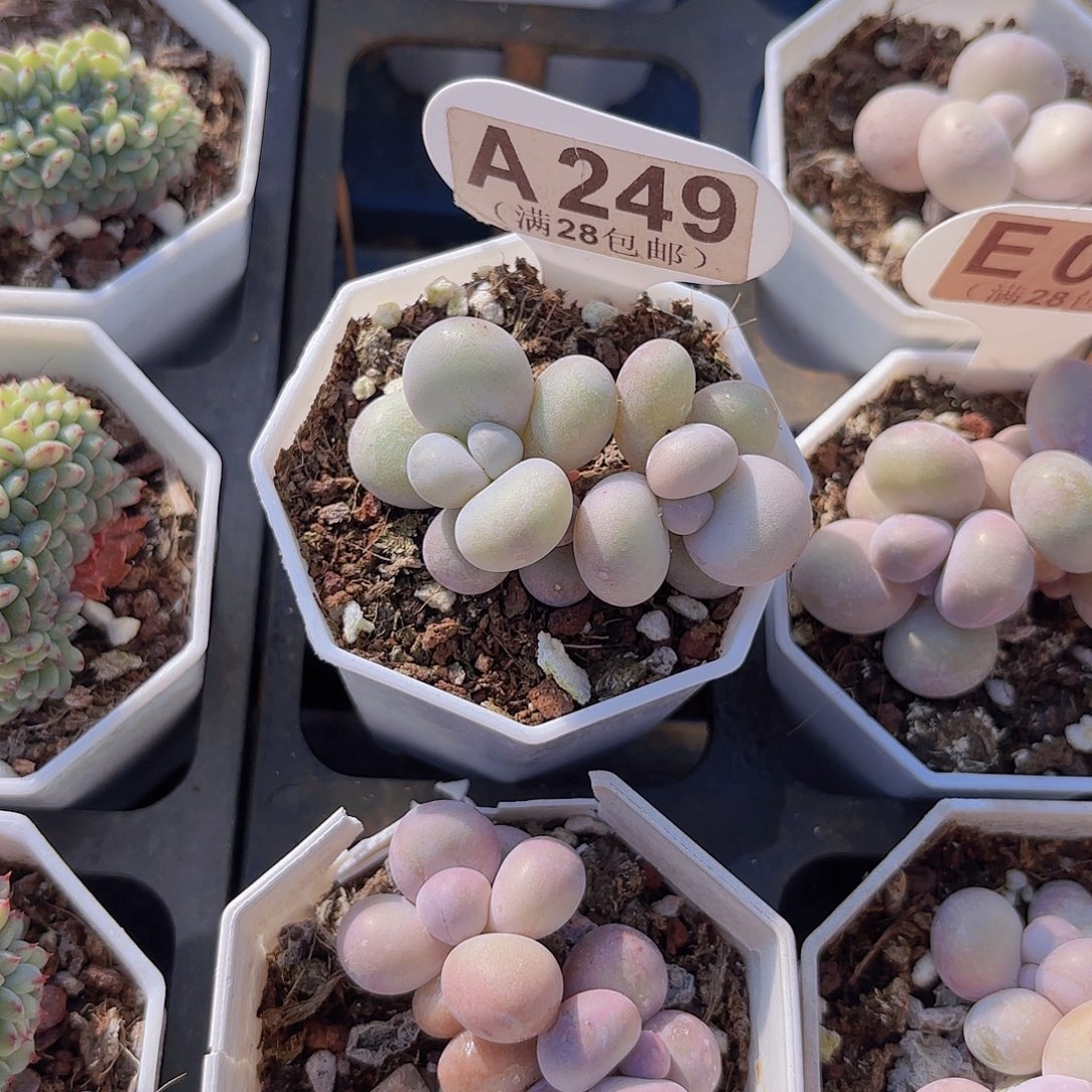 A249奶酪一物一拍