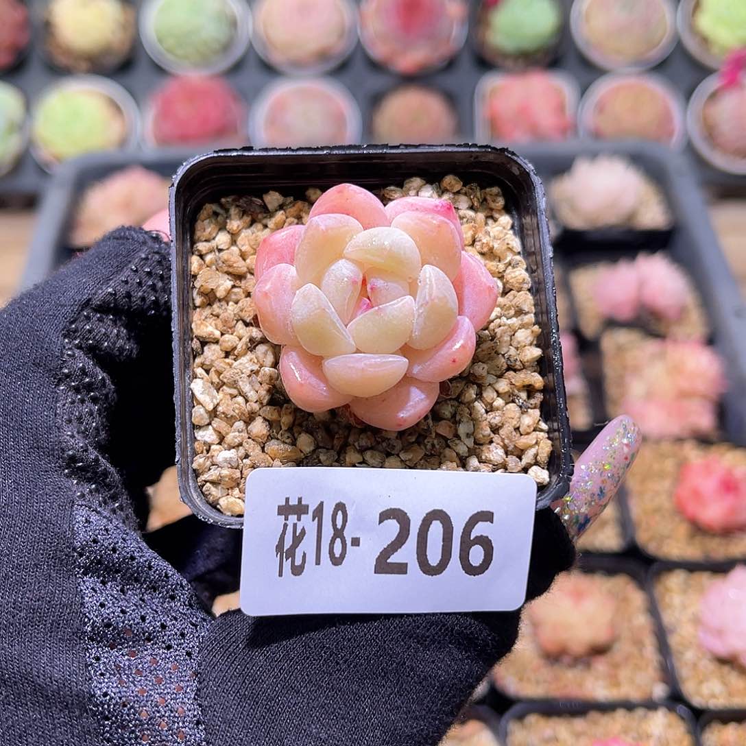 花利美18-206新品单头