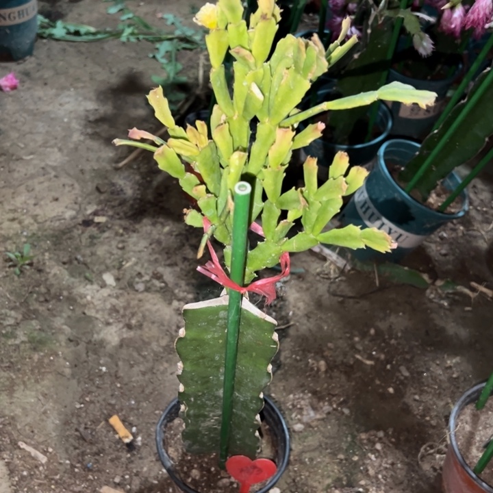 云***6当前无花栽培后可以开花045  1393