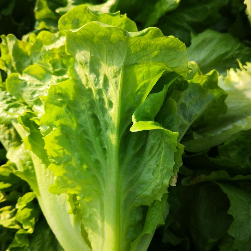 露天种植新鲜现摘意大利生菜当季蔬菜适合沙拉火锅