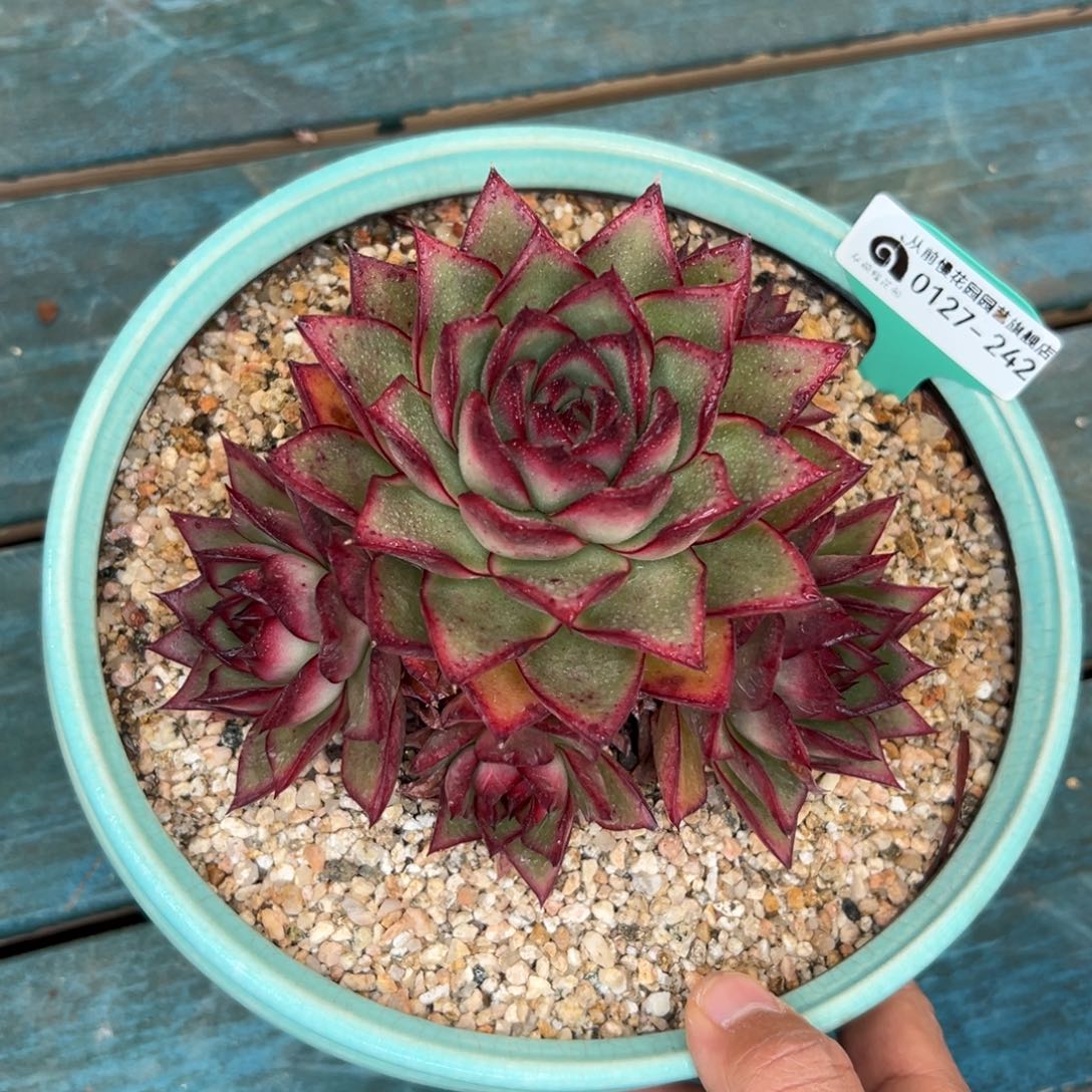 多肉一物一拍0127-242