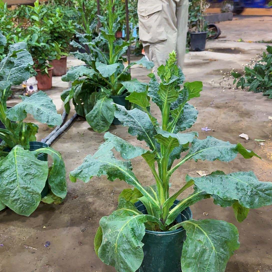当前无花栽培后可以开花粉色花烟草