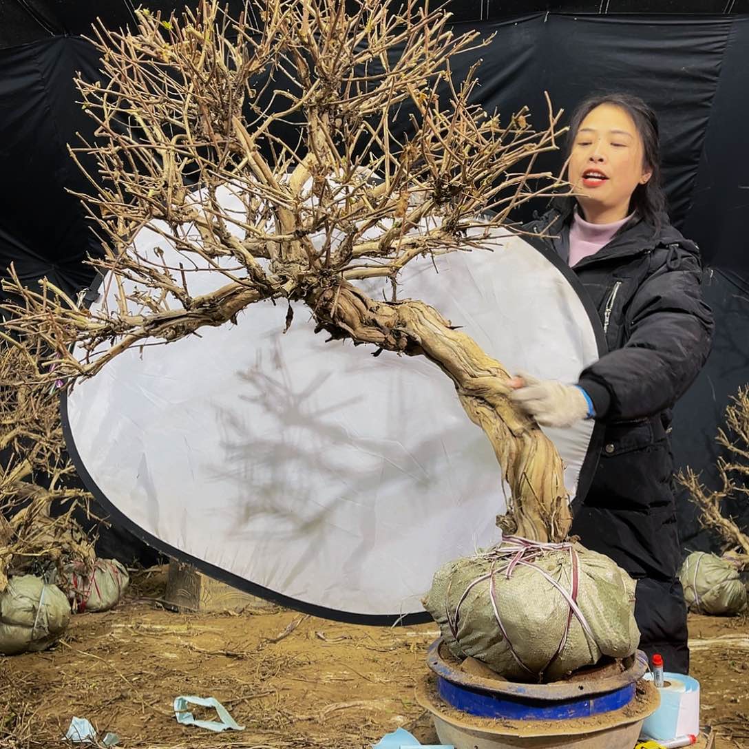 金银花的故事是一个故事