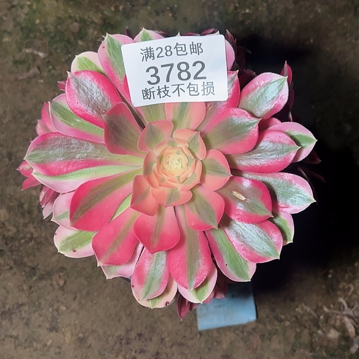 3782粉女巫多肉植物