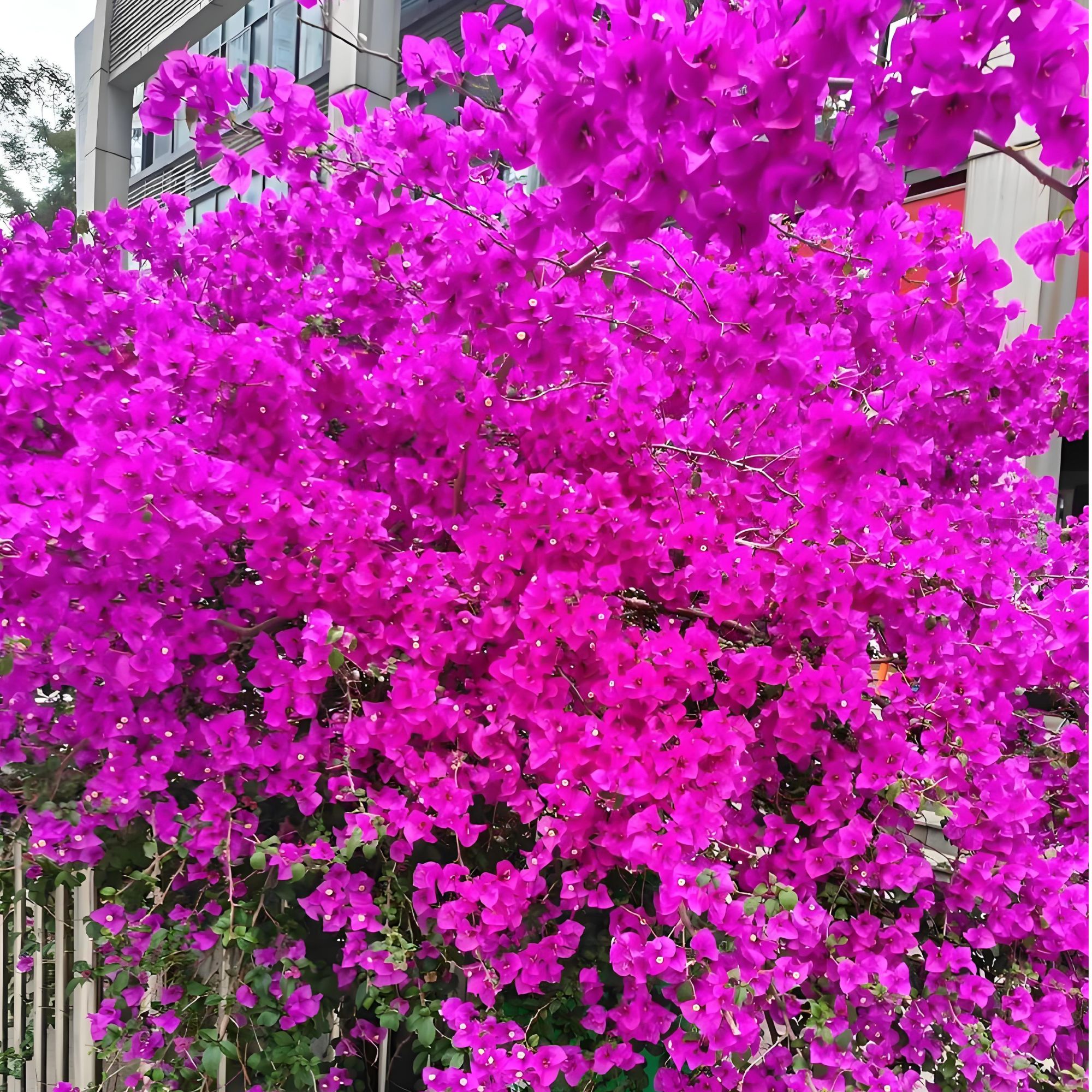 三角梅原生老桩盆栽地栽阳台庭院（一物一拍带护心土球发货）