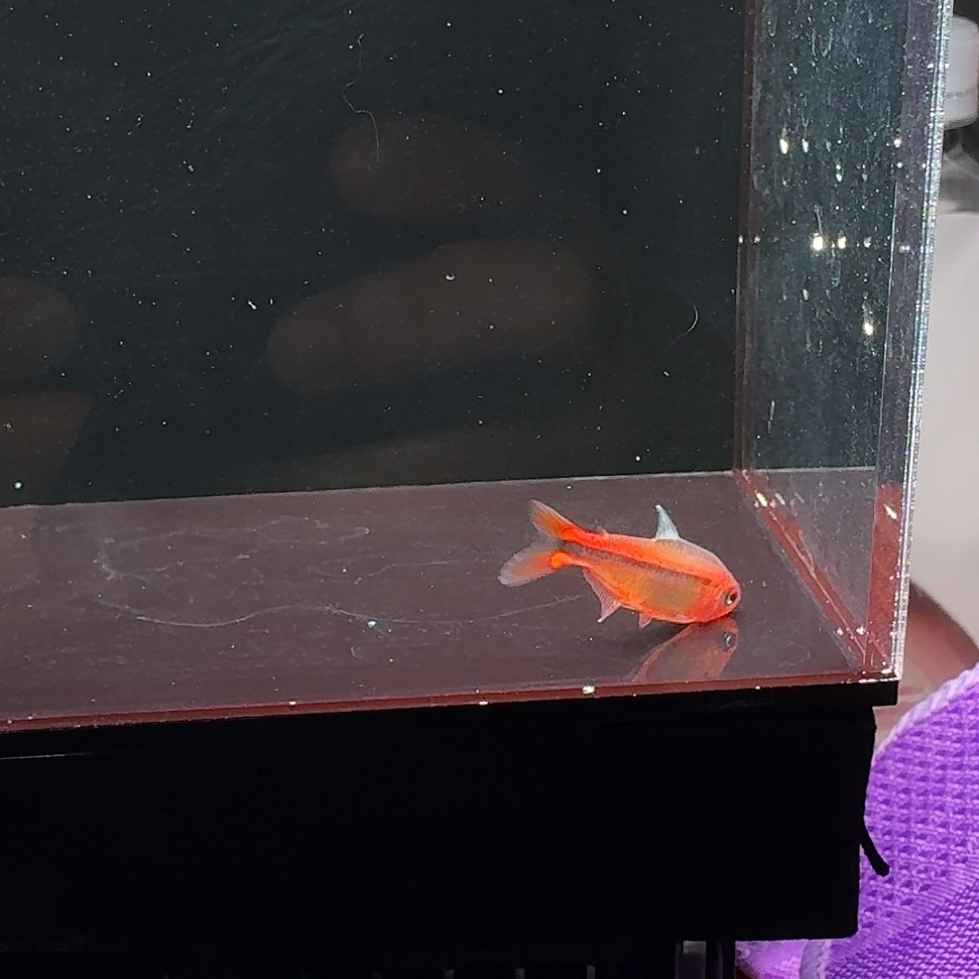 海水鱼红火以2.5-3cm