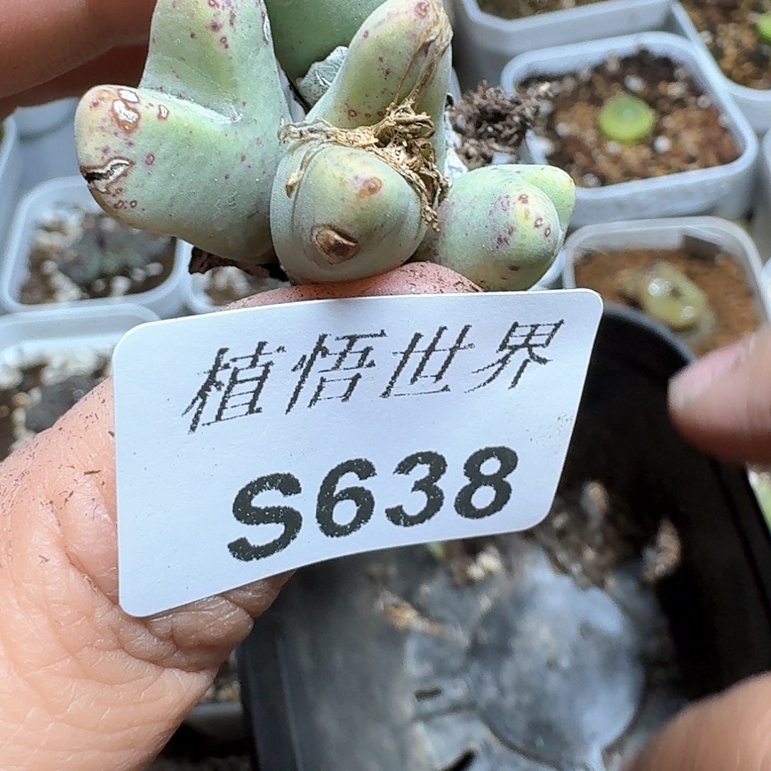 638号多肉植物哇风格