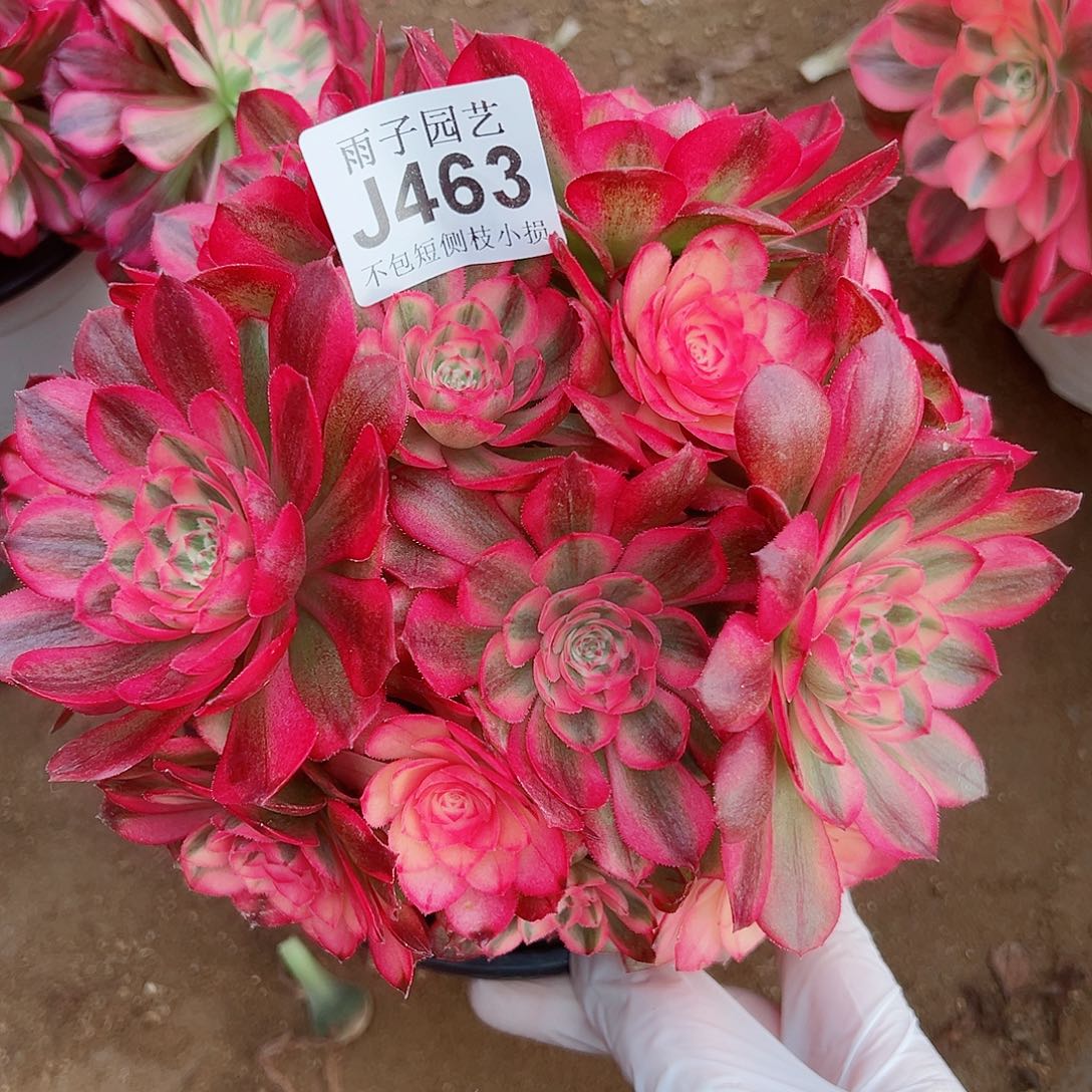 463荔枝尺寸23左右