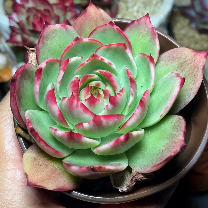 惊鸿仙子多肉植物34