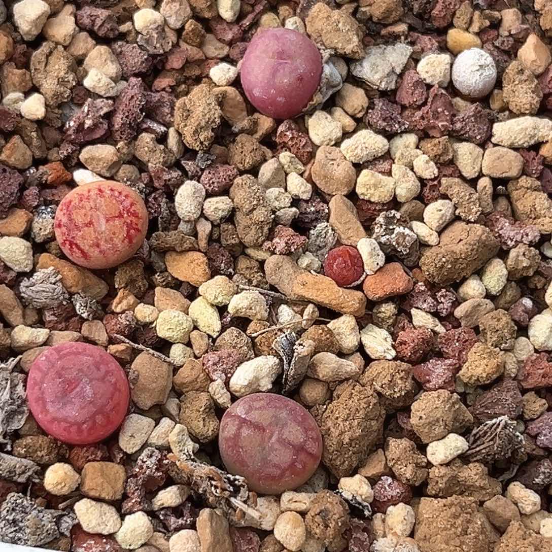 多肉植物满58包邮打包