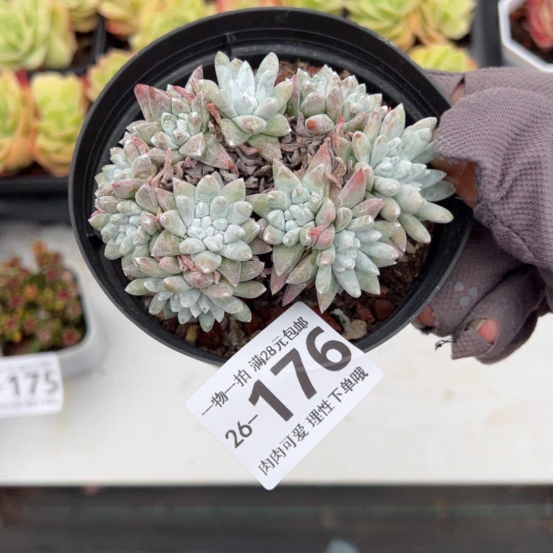 白菊多肉多肉多肉多肉