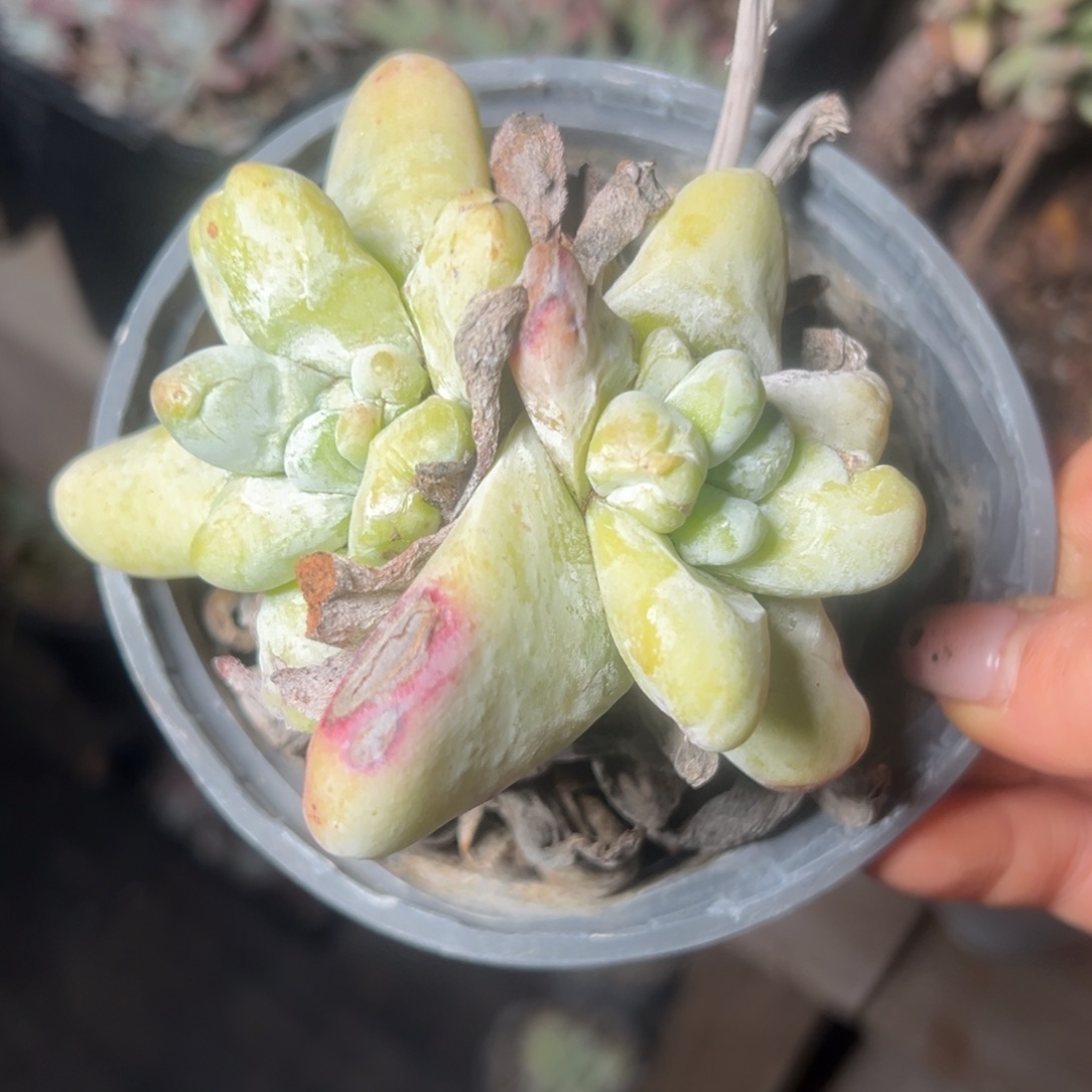 2893哈哈哈哈哈哈哈