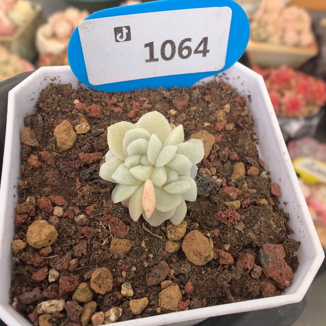 1064 冰玉石化潜力股