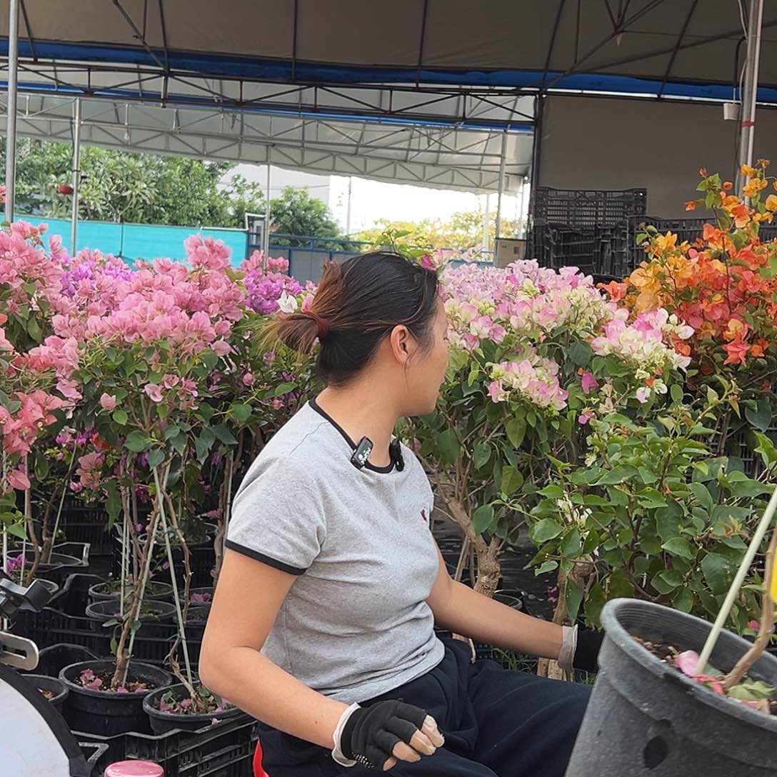 卡***姐大部分花苞少量开放B64金色光辉