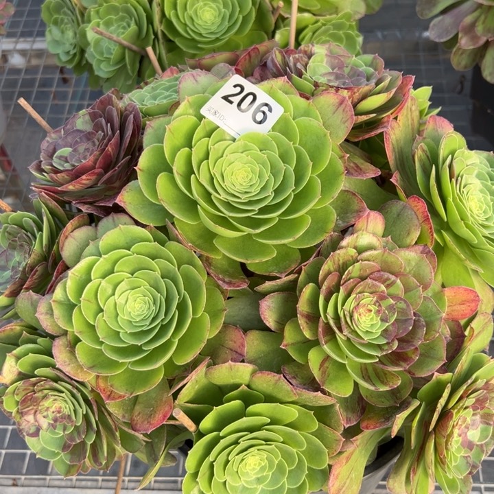 206花月夜35厘米左右