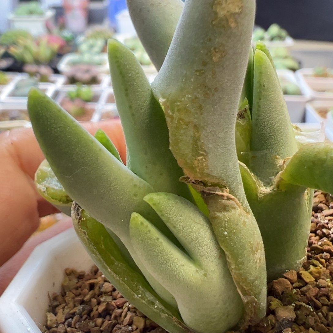 毛皮卡丘 肉锥植物