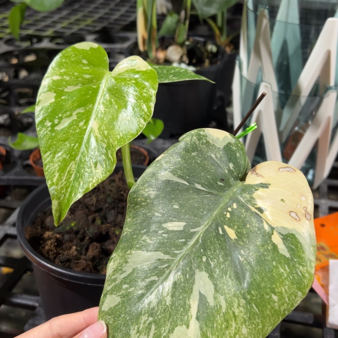 完全开放遗迹一段