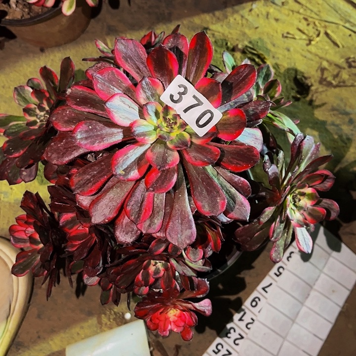 370烟花多肉植物