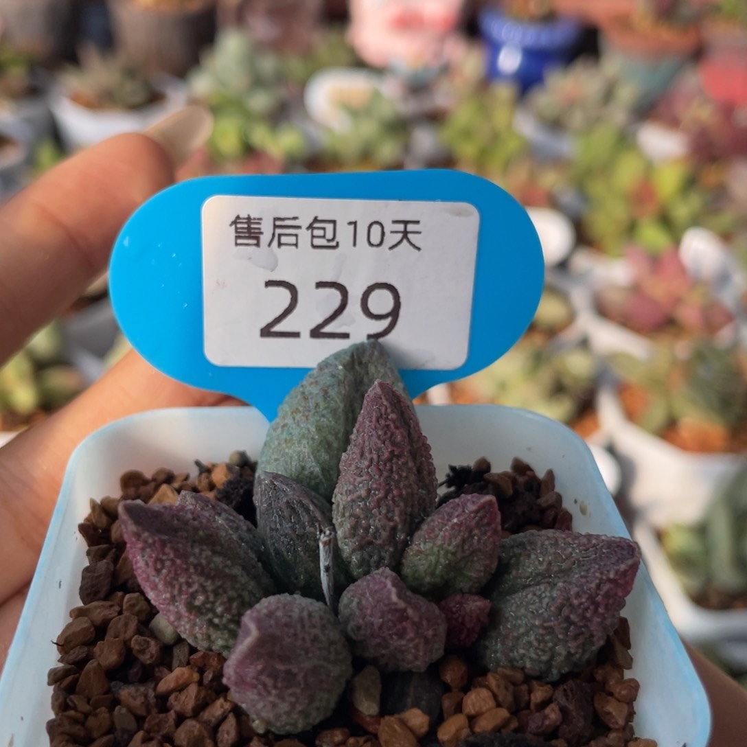      菩提。    229。 