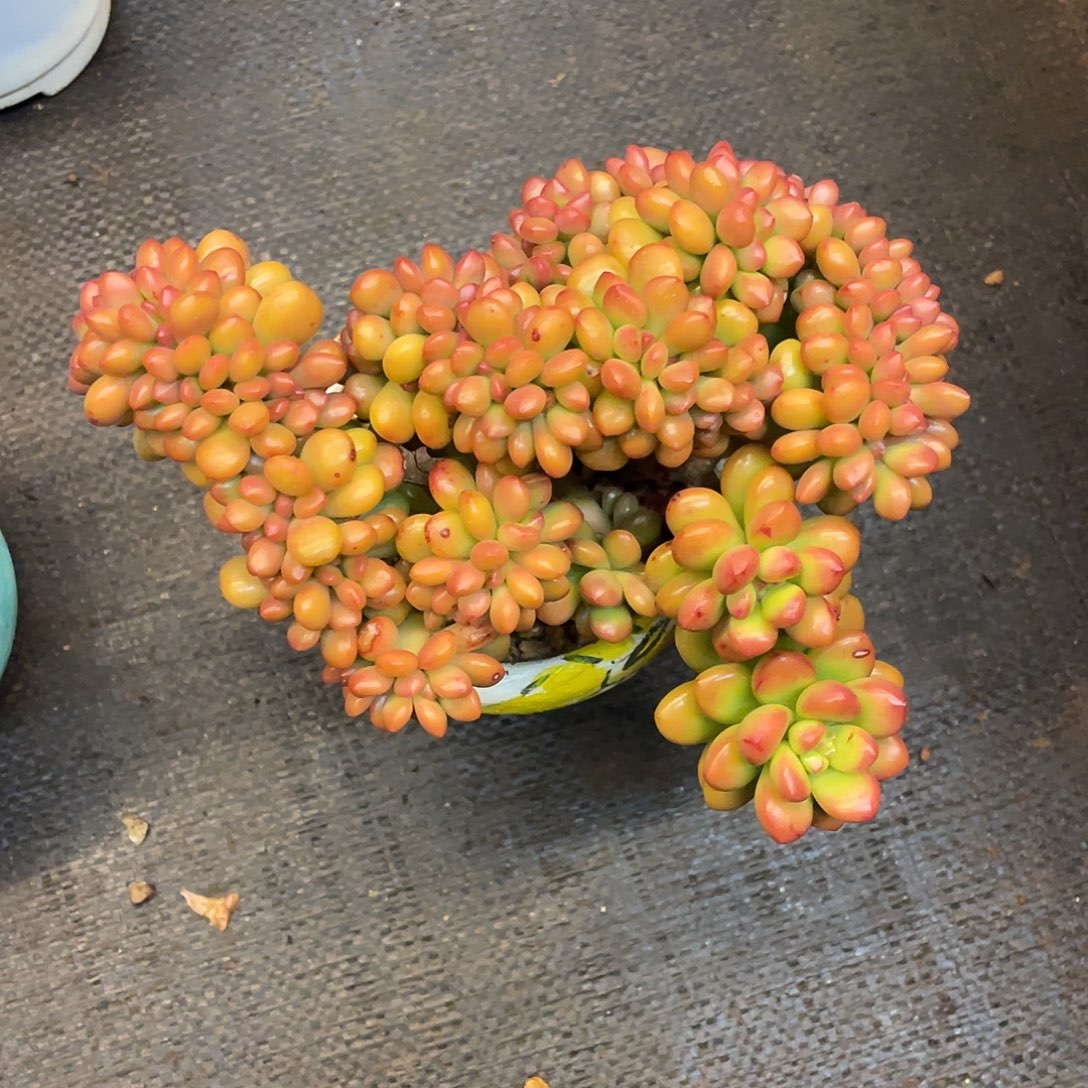 后****多肉植物一物一拍