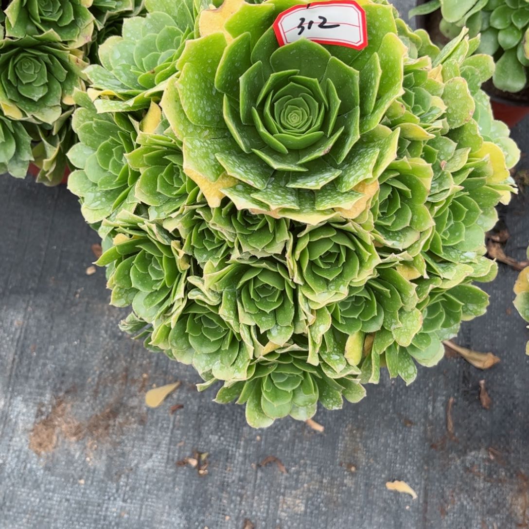 多肉植物312号多肉