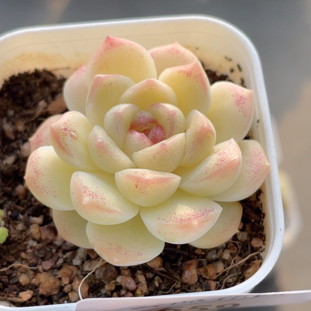 659号糖心冰心珍妮