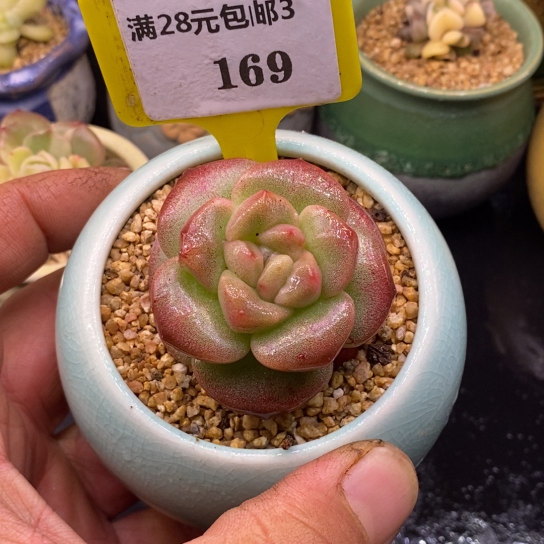 3139冰玉石化红锦，精控