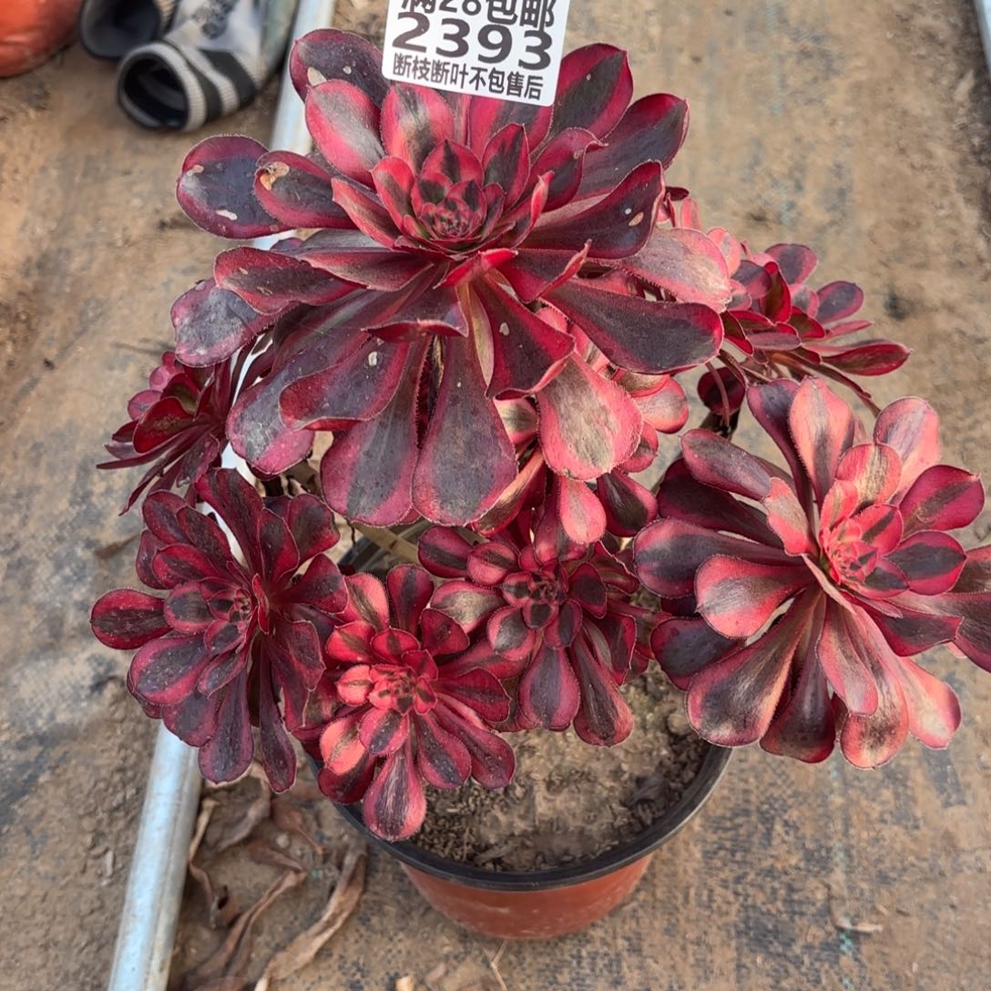 M. 2393香奈儿多肉1233