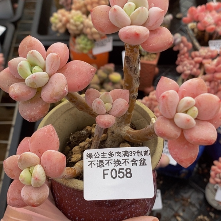 樱花洛神老桩058多肉植物