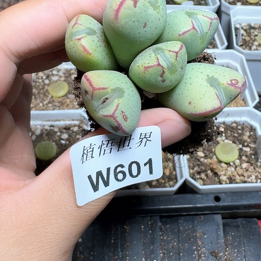 601盒多肉植物哇cv