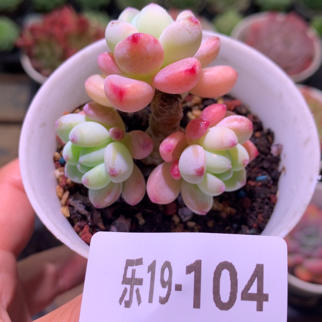 乐然19-104 罗琦群 