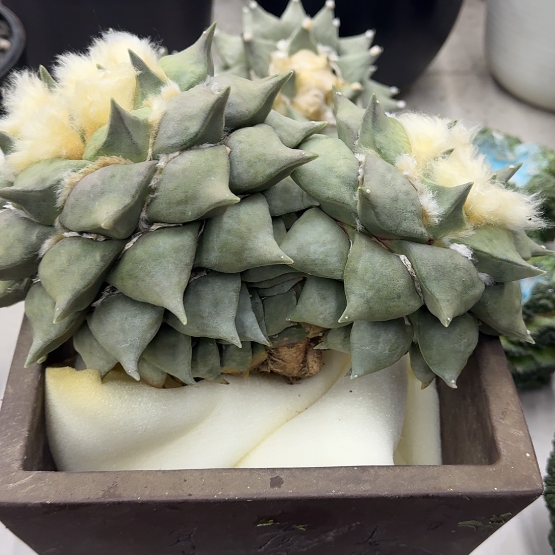 致***春双头牡丹仙人球仙人球