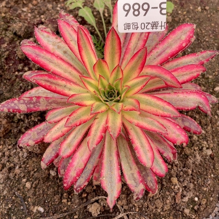 686朱雀多肉1234578