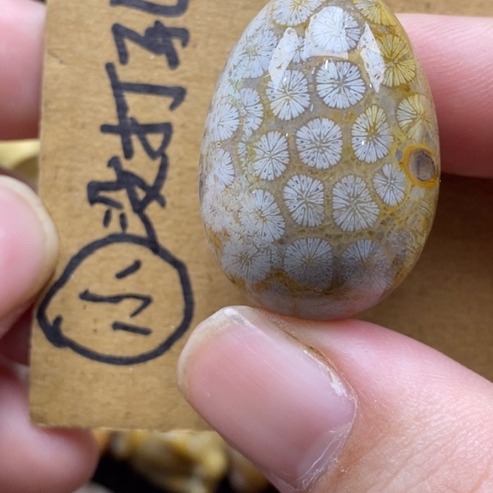 硅化珊瑚（珊瑚玉）未镶嵌颈饰