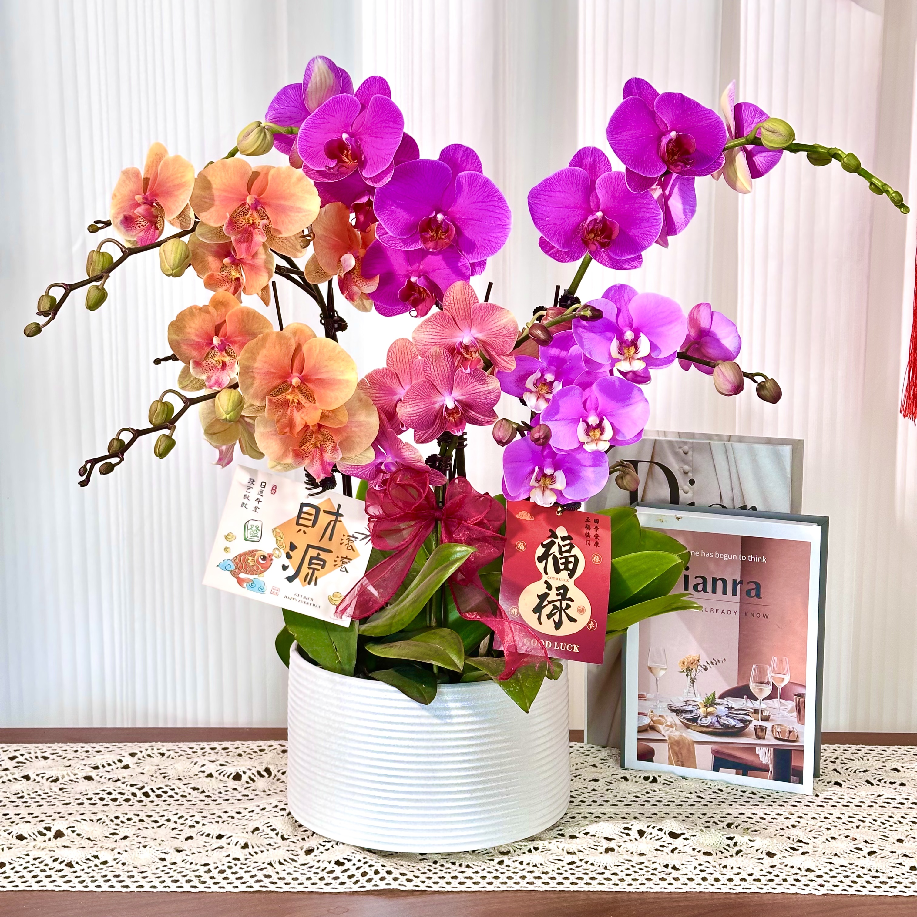 【全家福】蝴蝶兰鲜花精致组盆 开花株 室内绿植