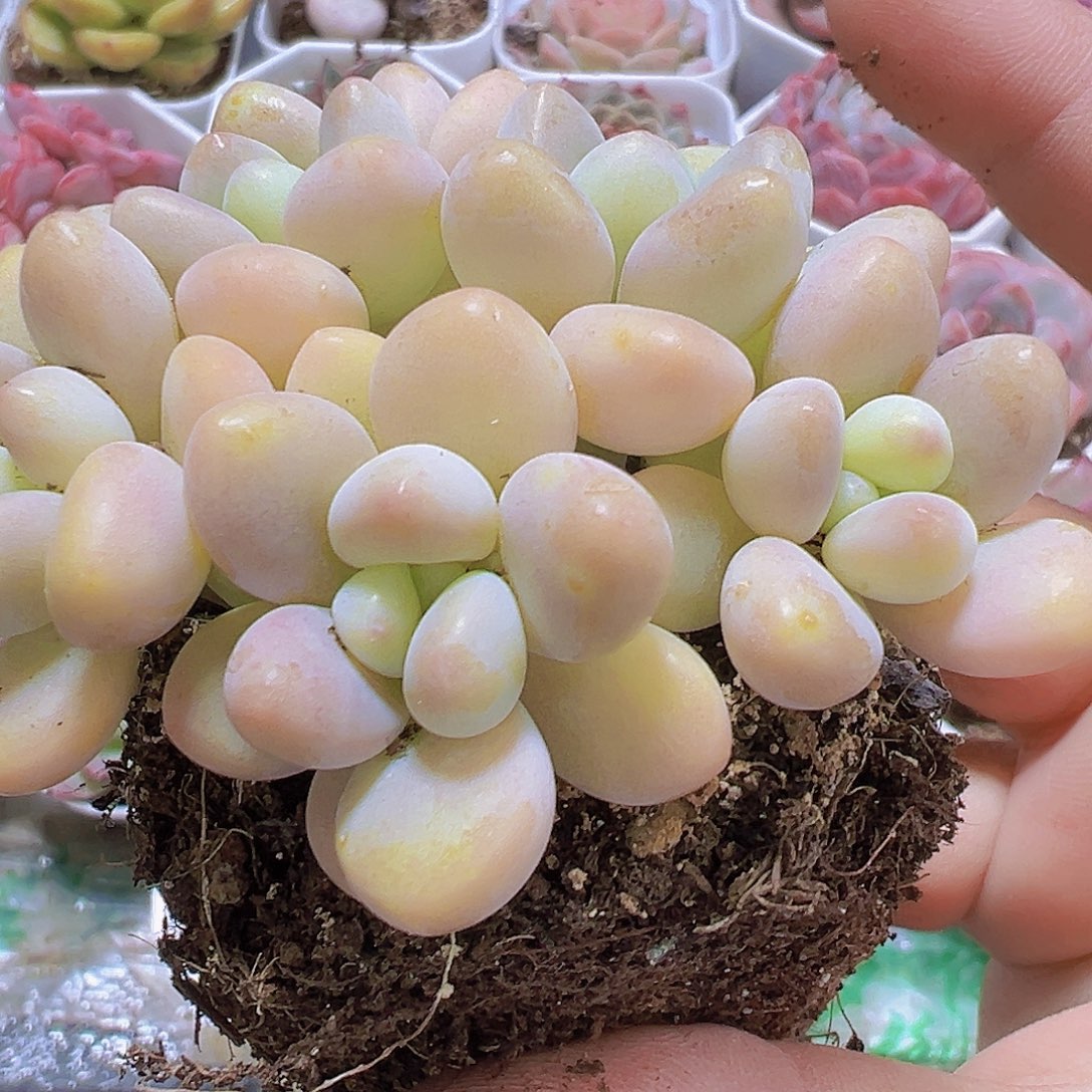 5头起蛋糕奶酪19包邮